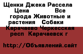 Щенки Джека Рассела › Цена ­ 10 000 - Все города Животные и растения » Собаки   . Карачаево-Черкесская респ.,Карачаевск г.